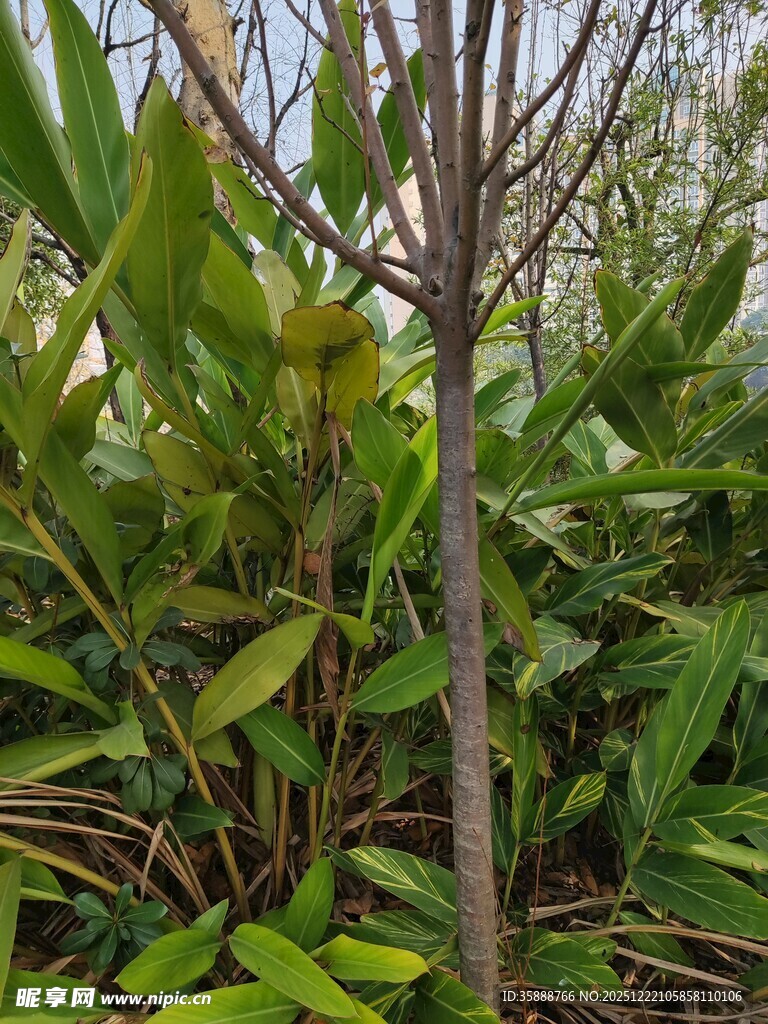 单株植物与周围绿植景观