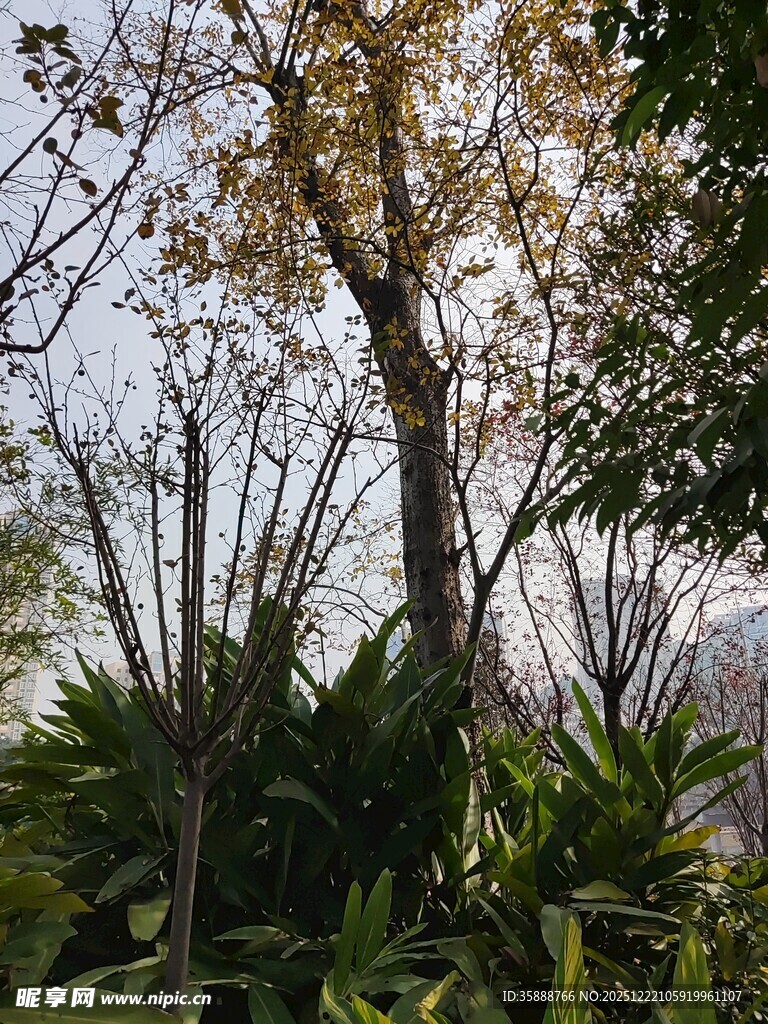 秋日林间树木景观