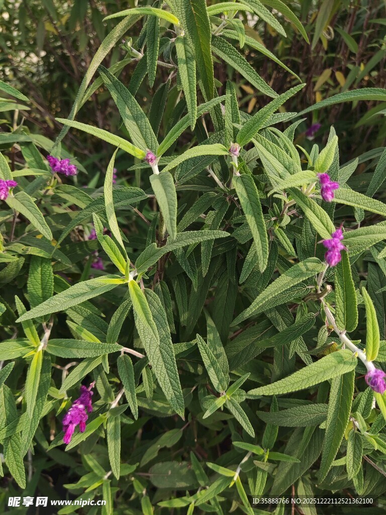 紫色小花绽放于绿叶间