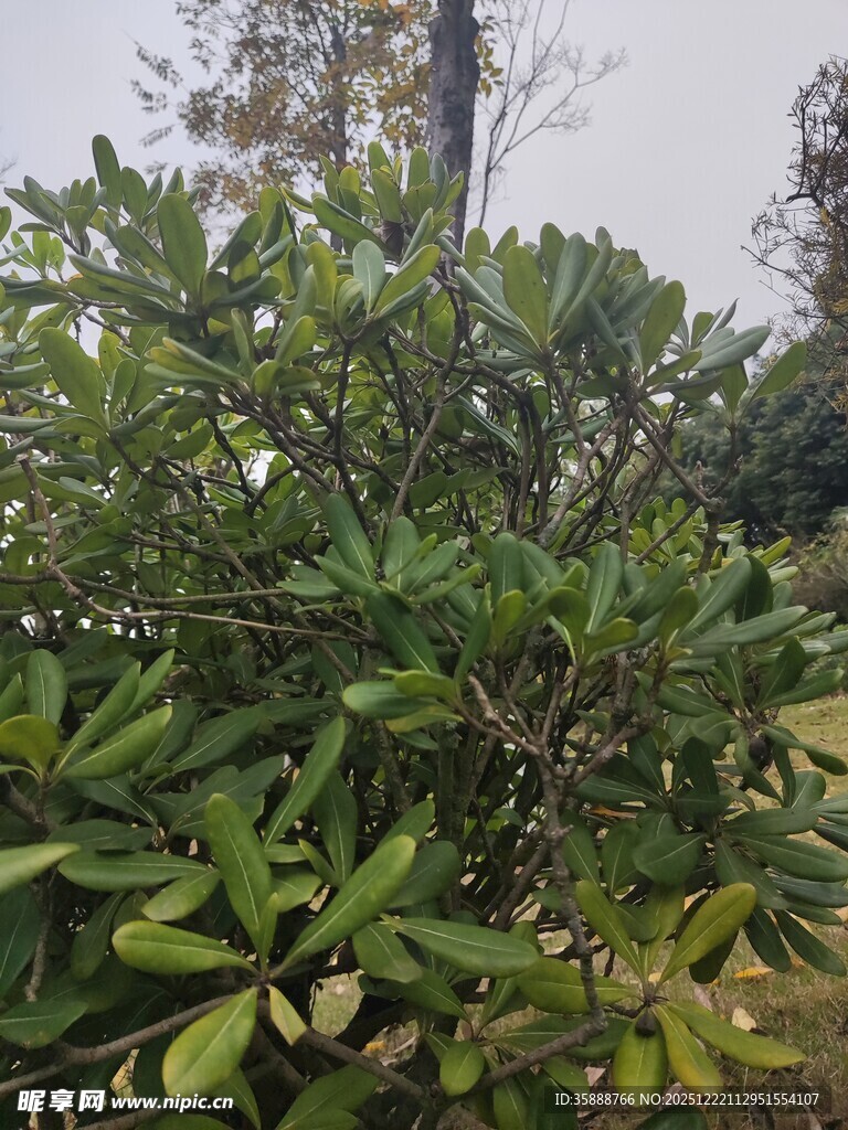 绿叶繁茂的灌木丛