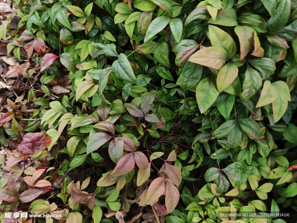 多彩叶片的繁茂植物景观