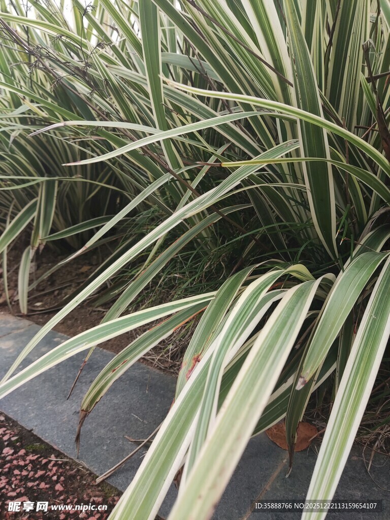 条纹绿叶植物特写