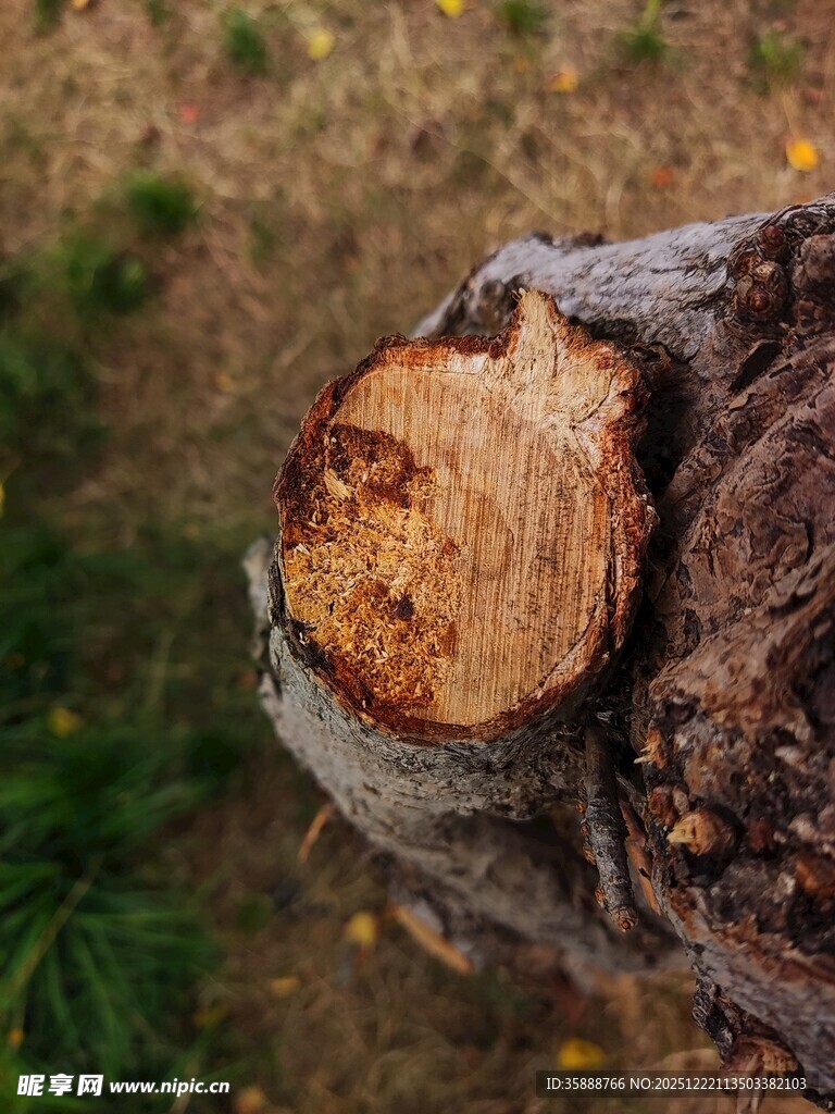 树桩特写