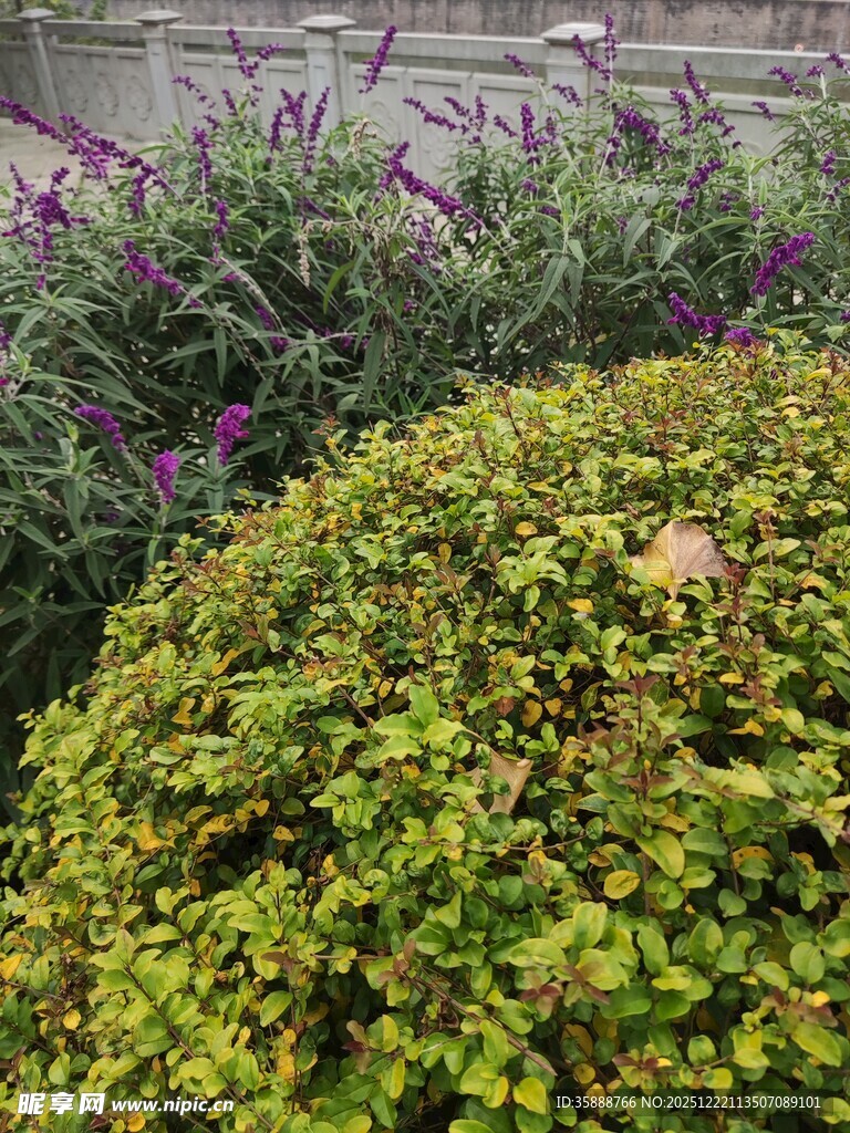 绿意盎然的灌木与紫色花卉