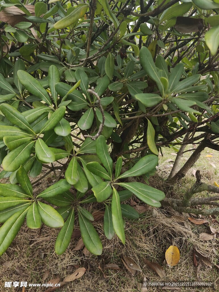 绿叶繁茂的植物景观