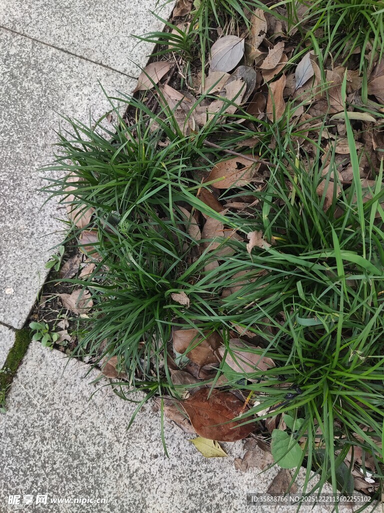 路边草丛中的枯叶与绿草