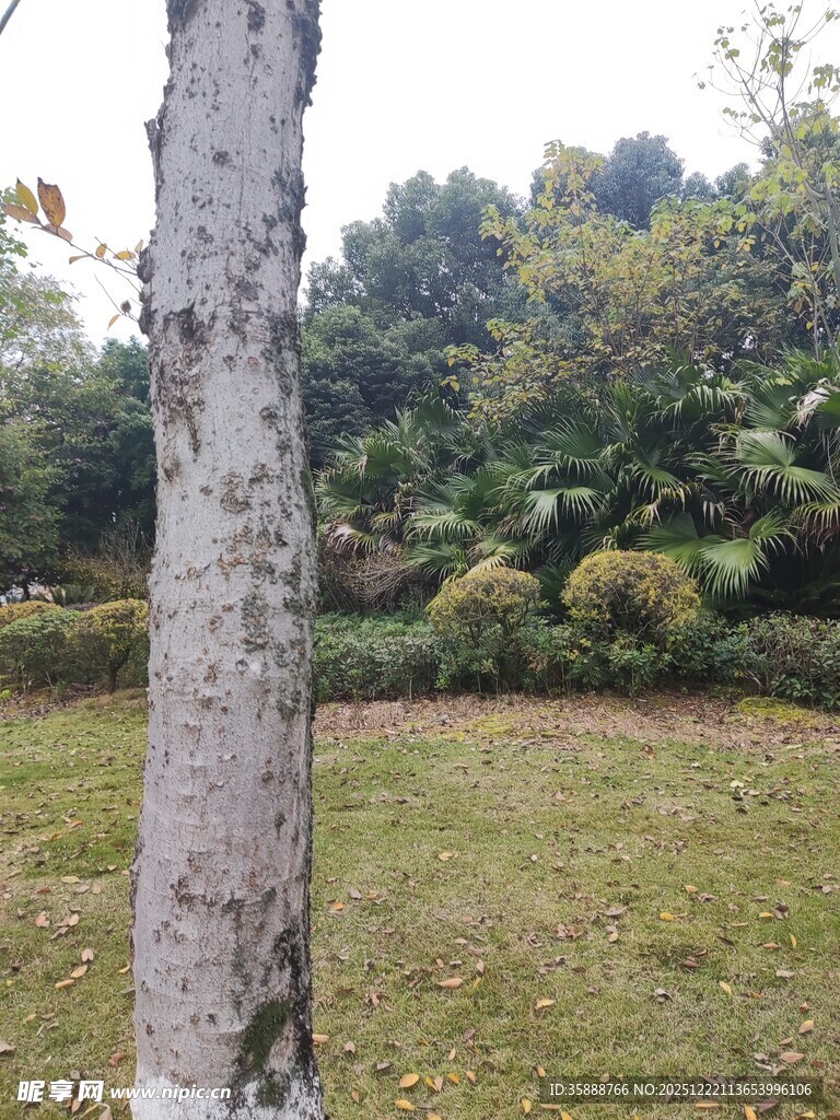 树干挺立在绿意盎然草地