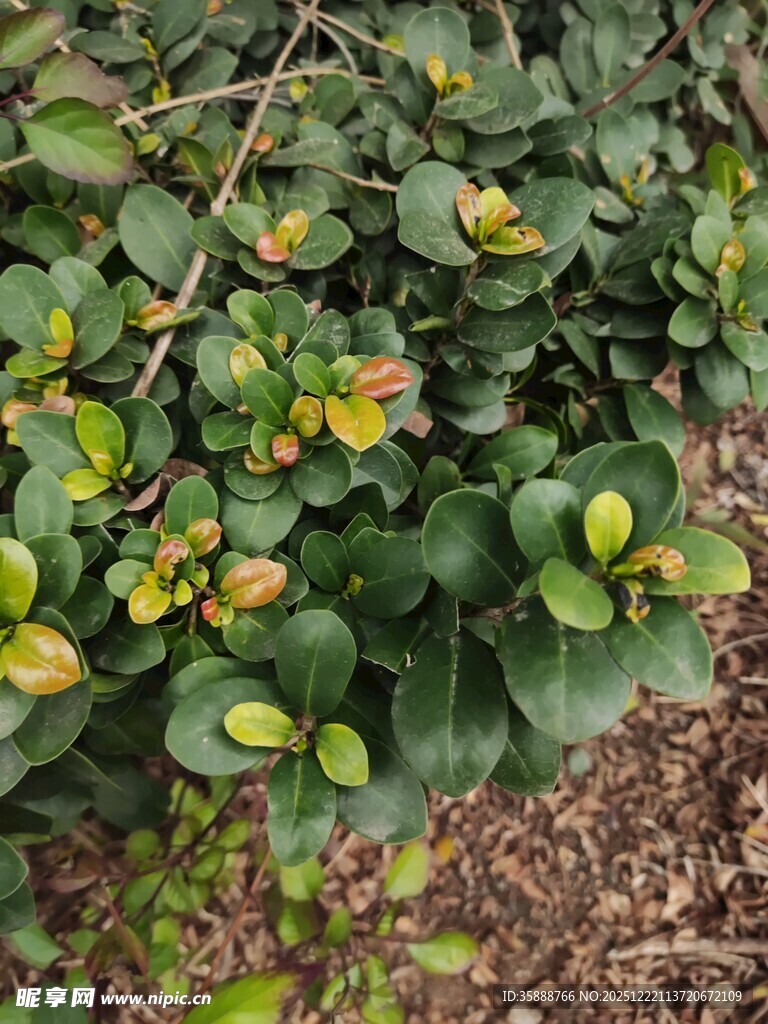 绿叶间的多彩小花