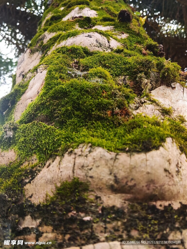 长满青苔的奇特岩石