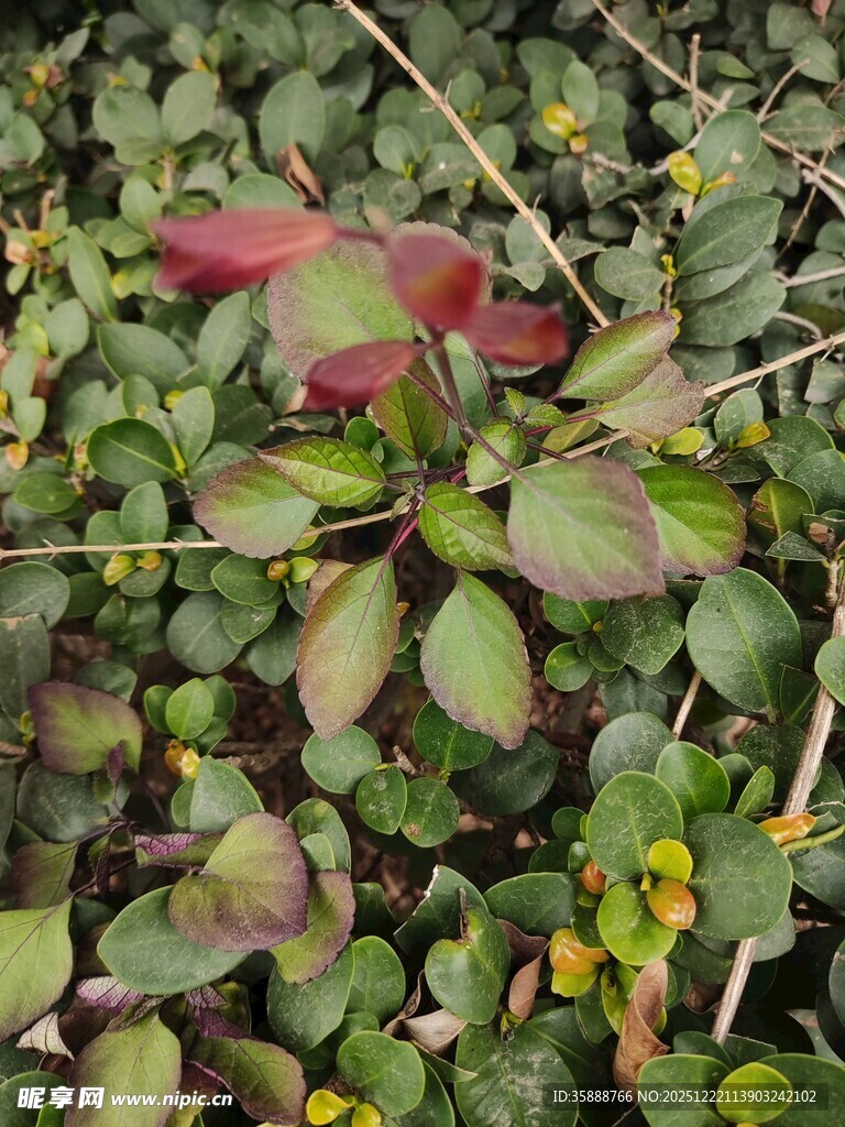 绿叶丛中的红色植物