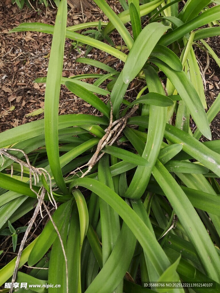 翠绿修长的植物叶片