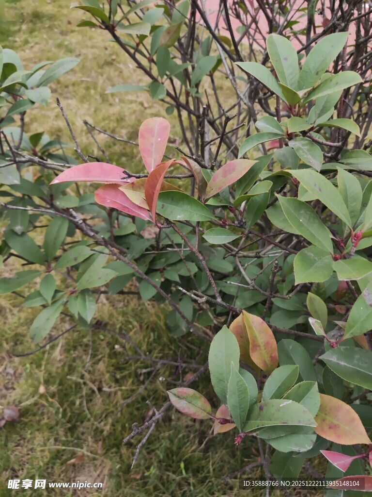 绿叶红边的植物特写