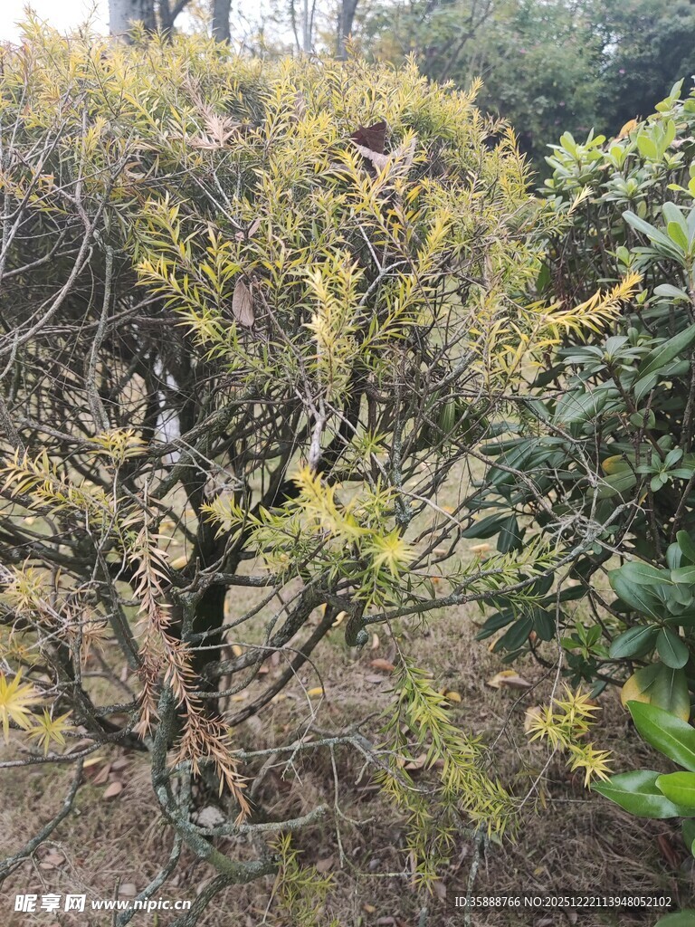 山林间的繁茂灌木