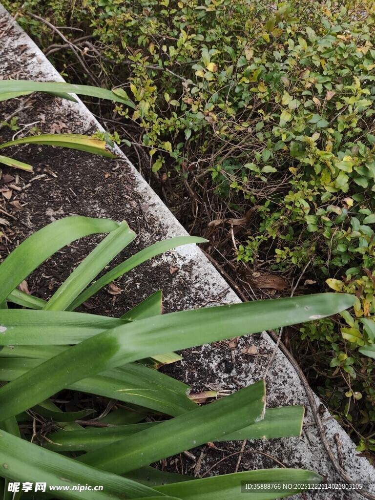 绿叶植物近景特写