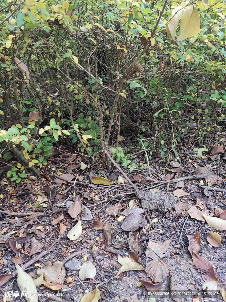 林间碎石与繁茂绿植