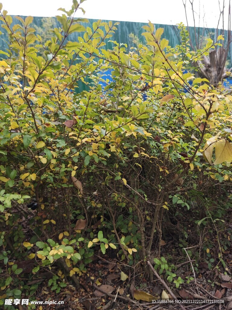 绿叶繁茂的灌木丛