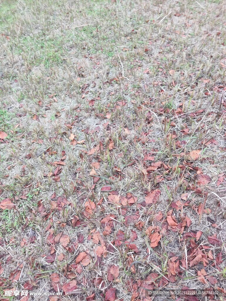 地面散落的红棕色落叶