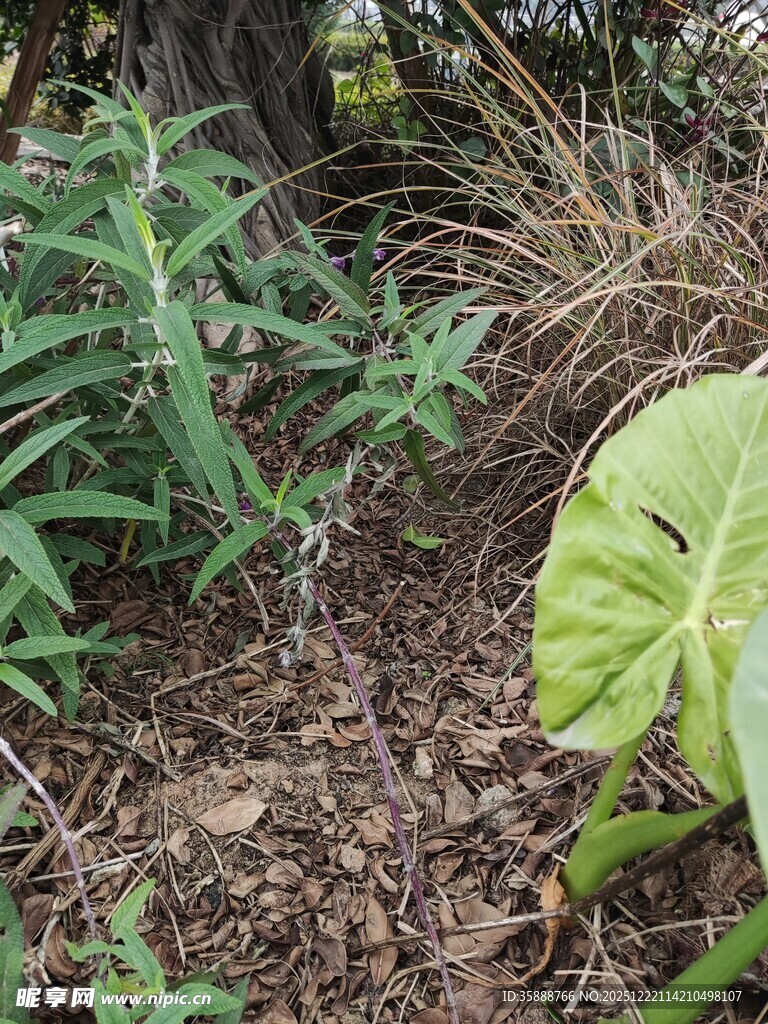 野外丛生的多样绿色植物