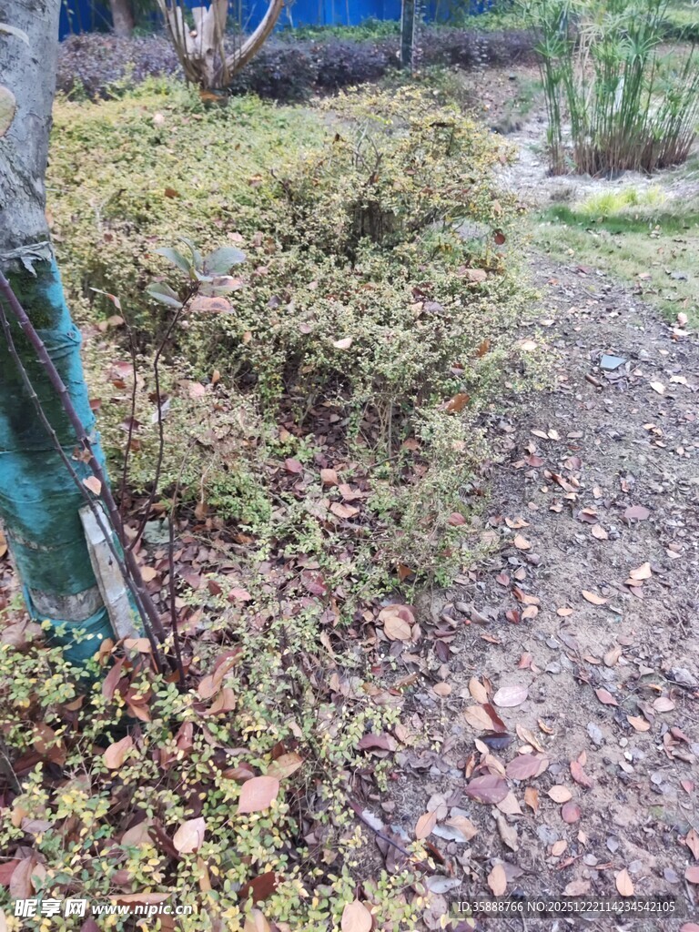 户外杂乱灌木丛场景