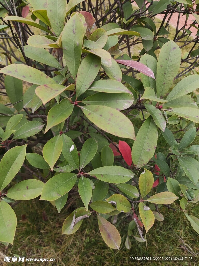 绿叶间的一抹红