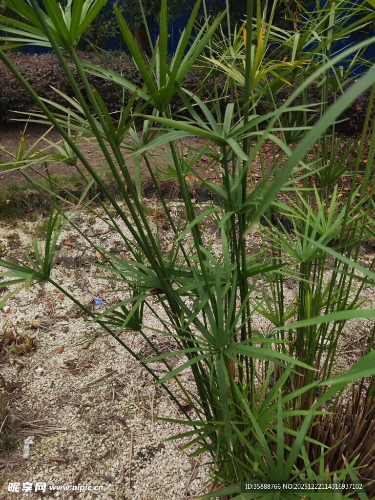 野外生长的绿色植物