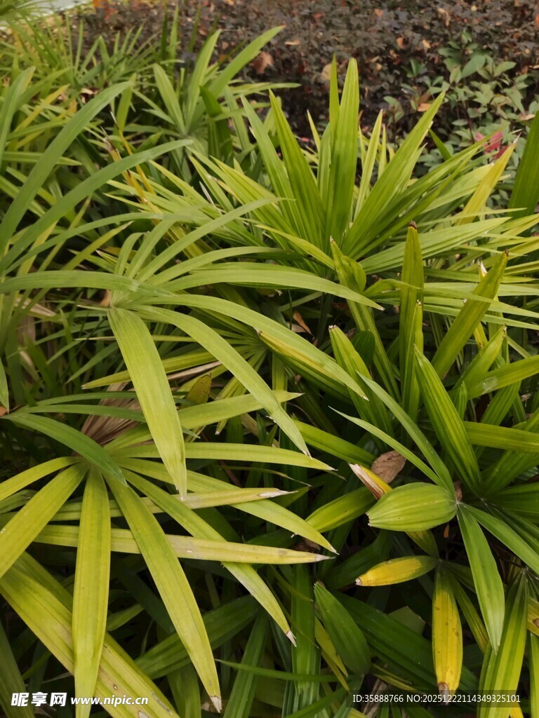 翠绿丛生的细长叶片植物