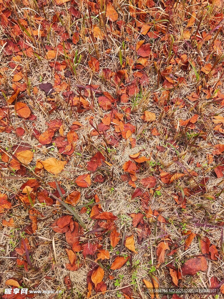 秋日落叶缤纷的地面景象