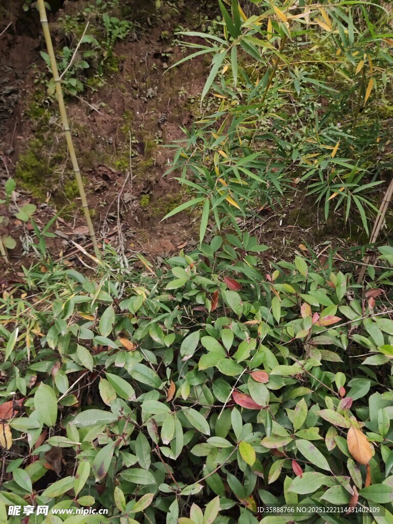 茂密绿植展现自然生机