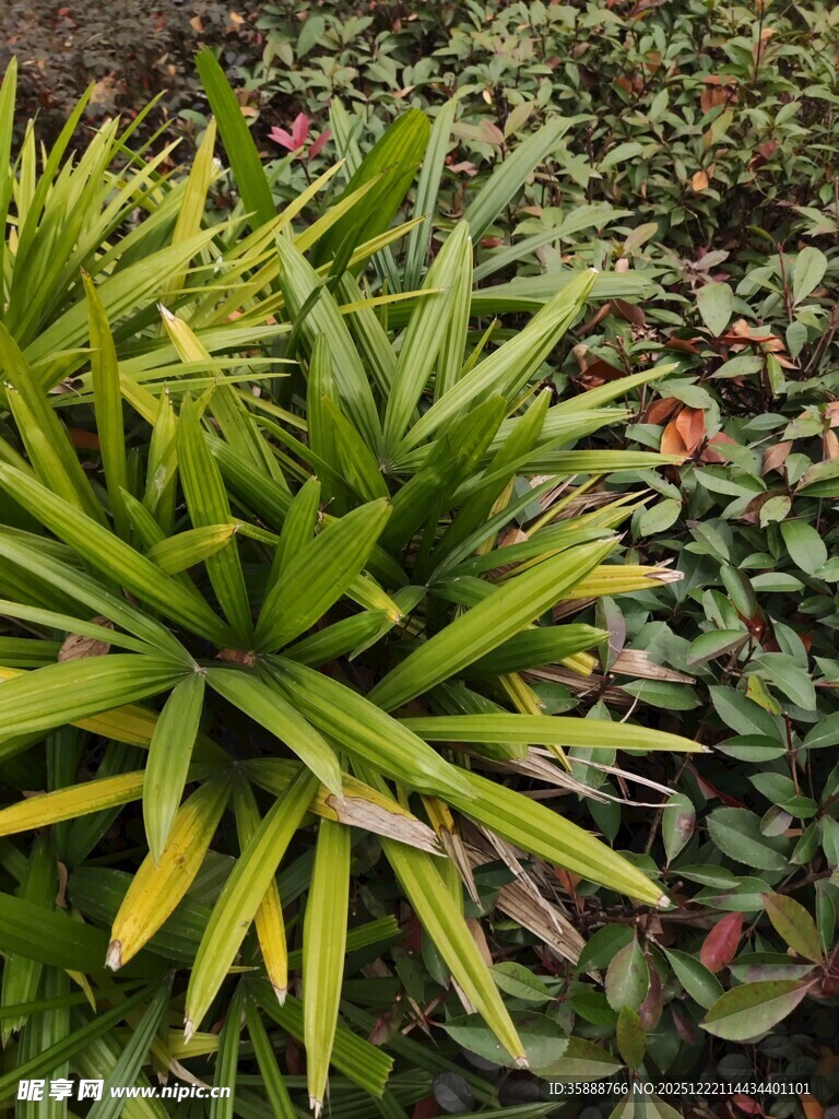 翠绿龙舌兰植物特写