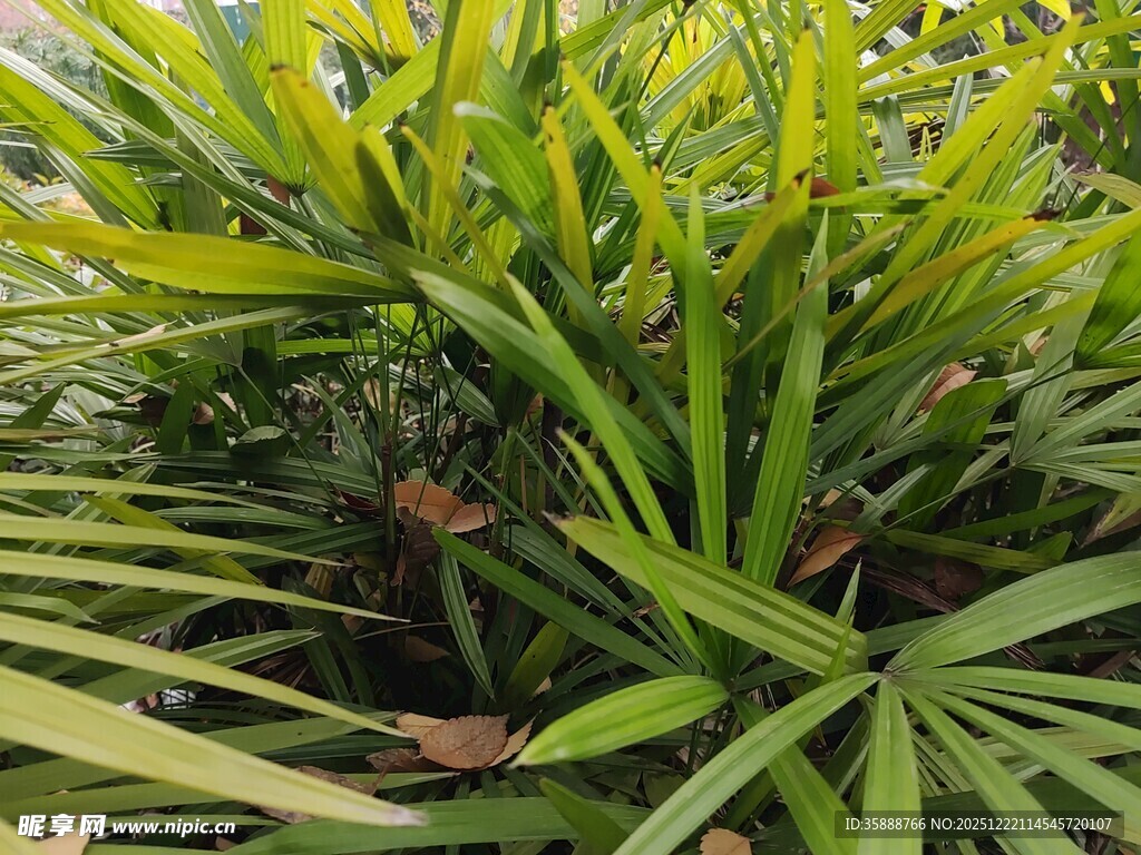 翠绿蒲葵叶片特写