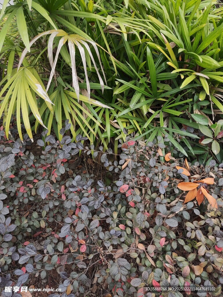 多彩植物景观生机盎然