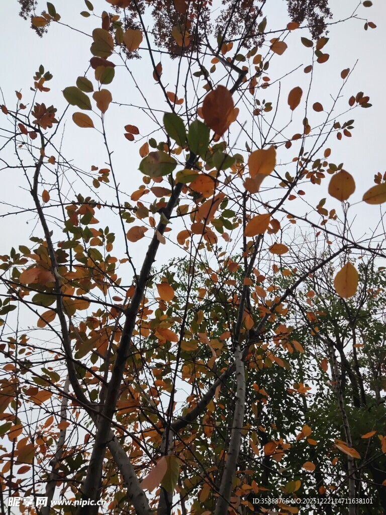 秋日枝头斑斓树叶景象