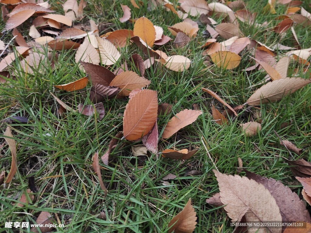 草地上的缤纷落叶