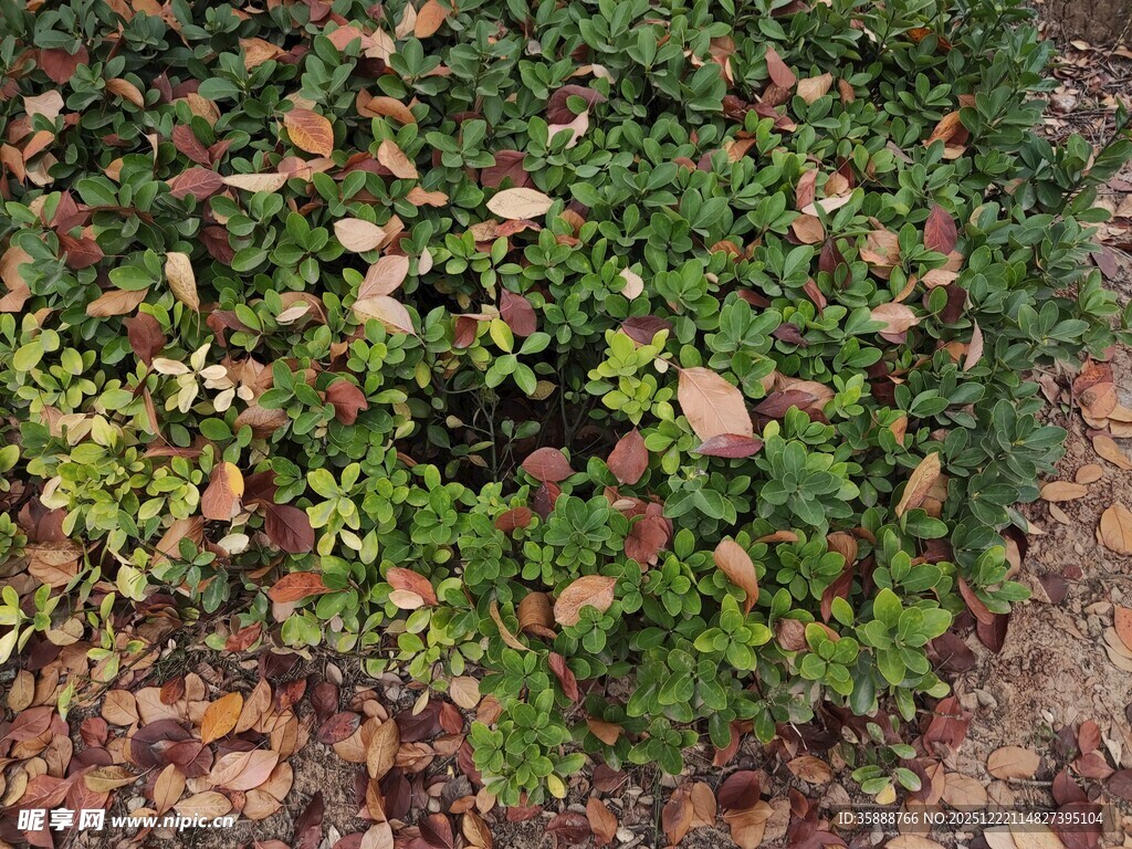 地面绿植与落叶景象