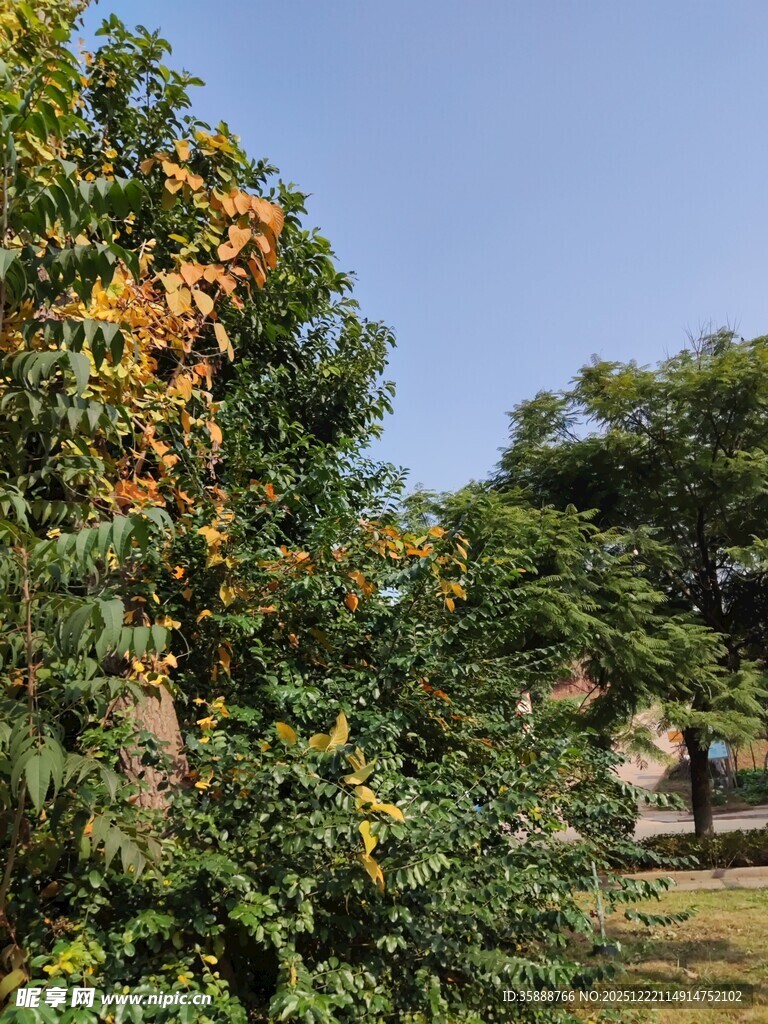 硕果累累的繁茂果树