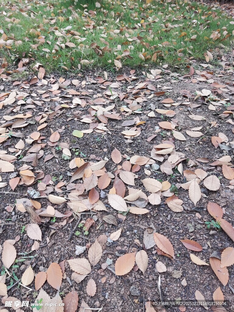 地面散落的多彩落叶