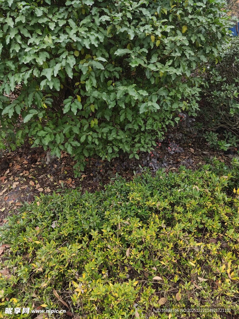 绿叶繁茂的植物景观