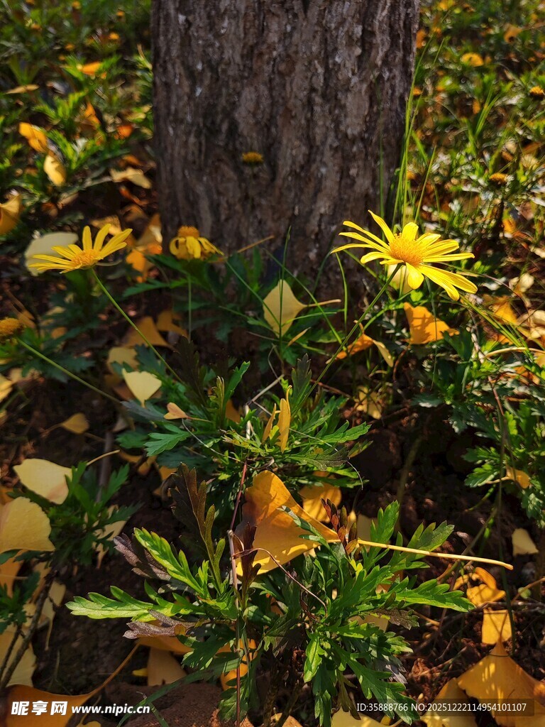 树下绽放的黄色小花