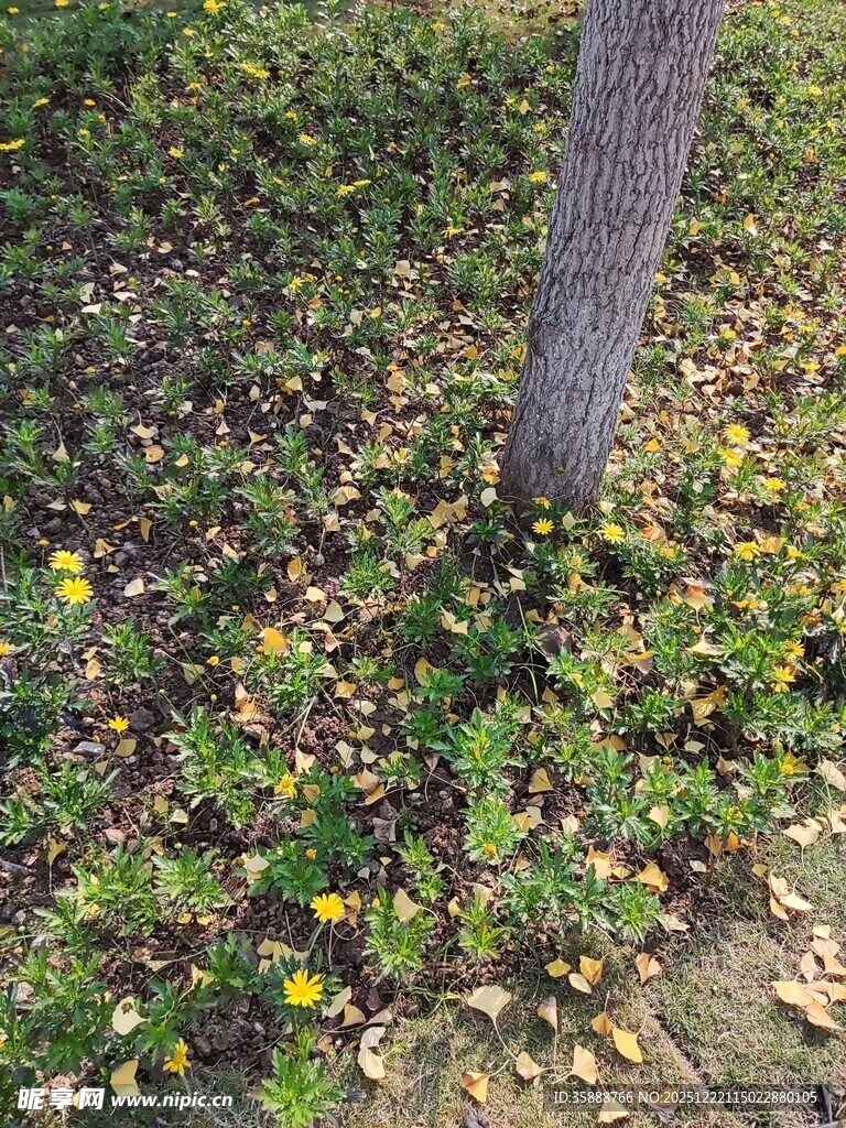 树下花草与落叶的景致