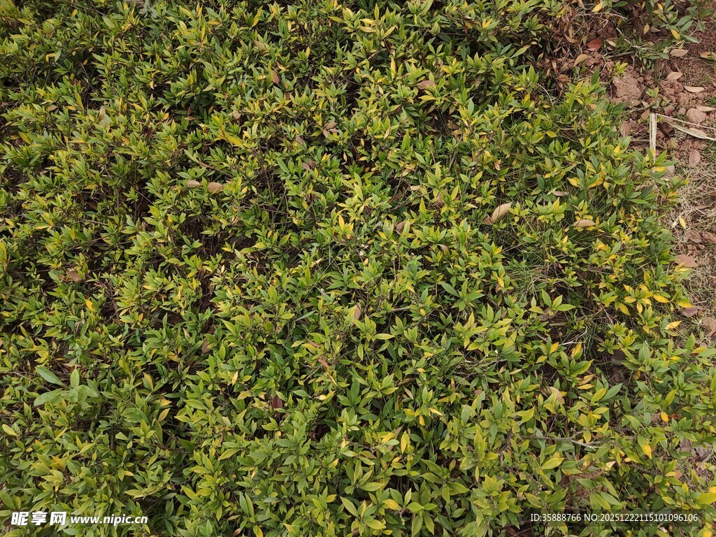 翠绿繁茂的低矮植物景观
