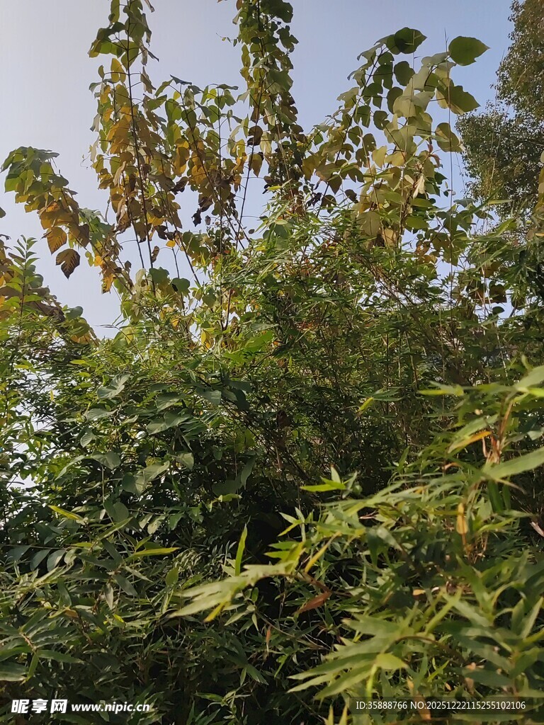 繁茂绿植展现自然生机