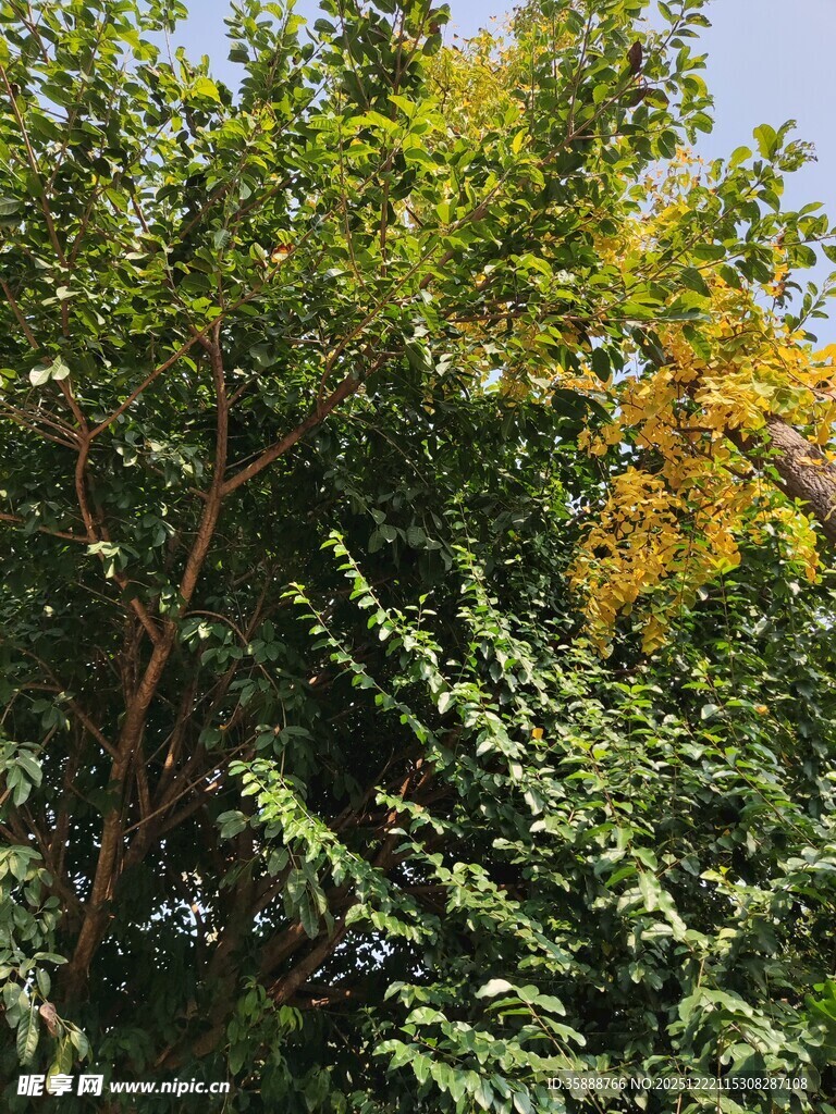 繁茂绿树展现自然生机