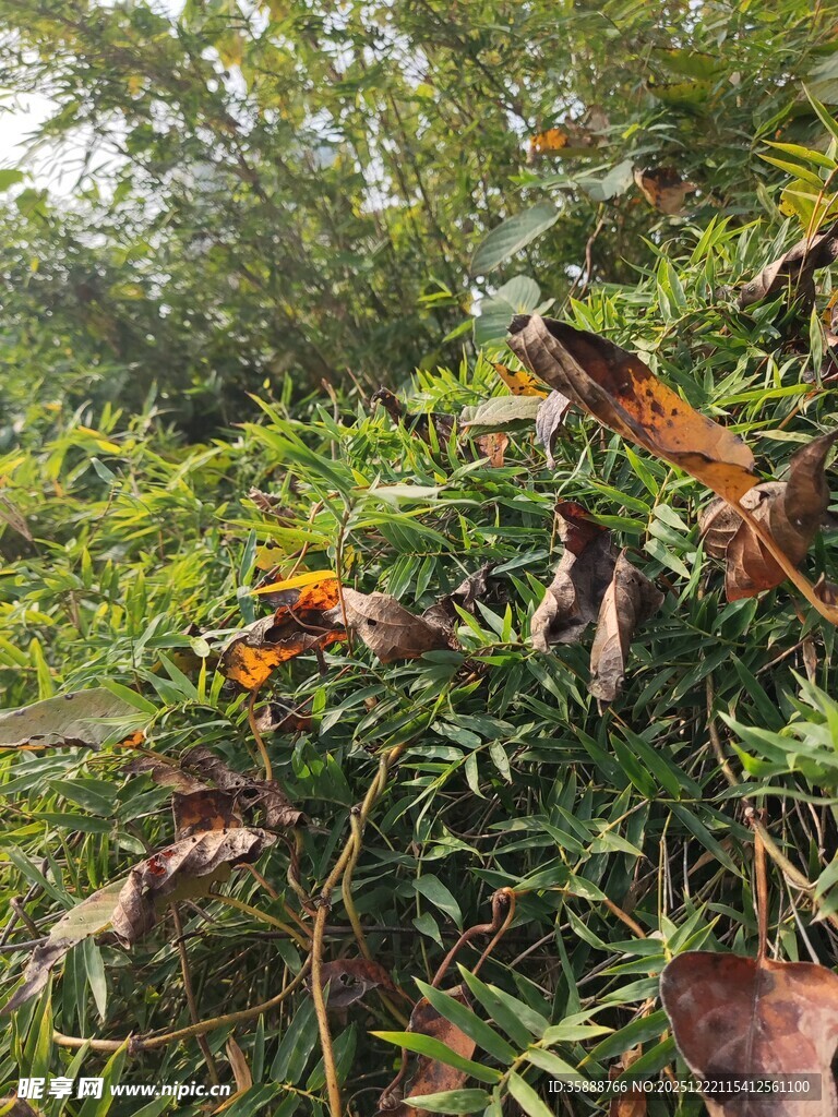 山林间繁茂绿植与枯叶