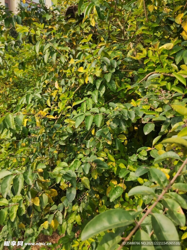 绿叶繁茂的植物景象