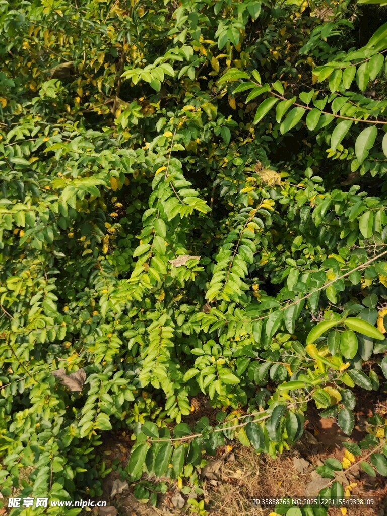 翠绿繁茂的枝叶植物