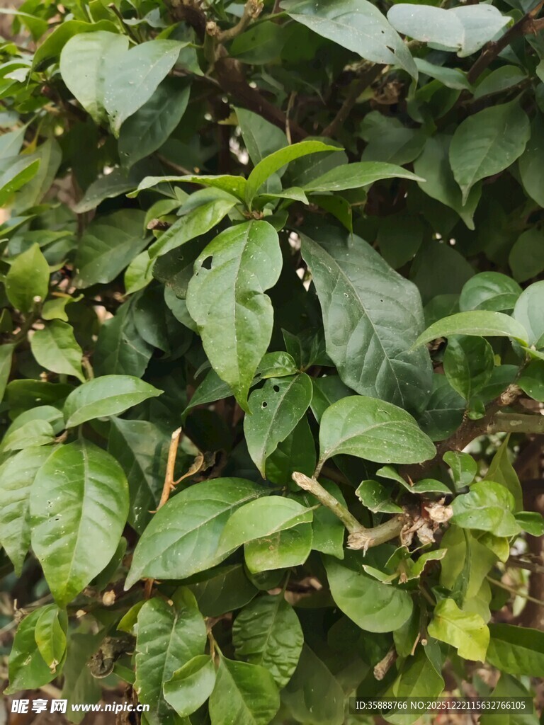 绿叶繁茂的植物景象