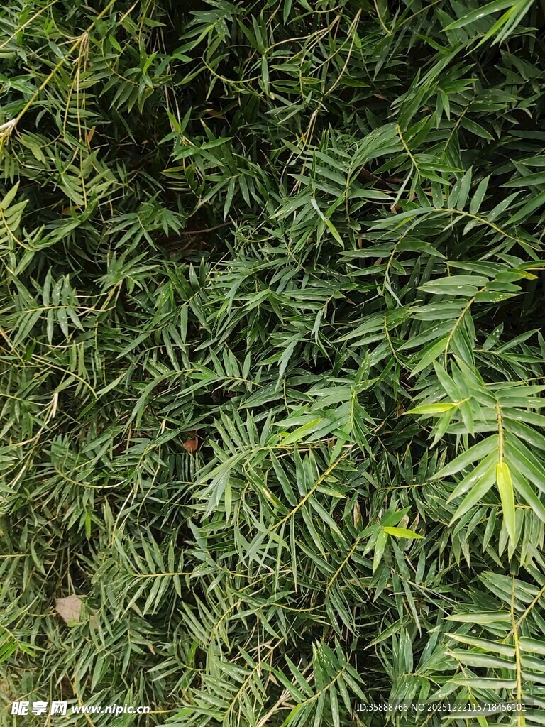 翠绿茂密的蕨类植物叶片