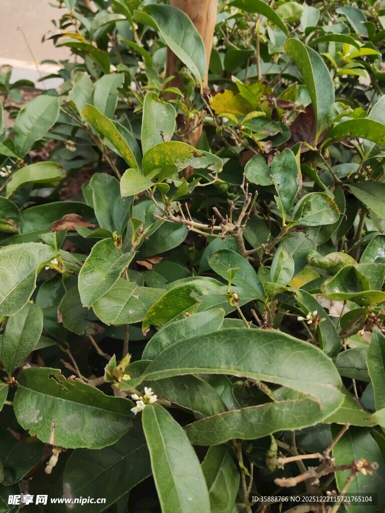 绿叶繁茂的植物景观