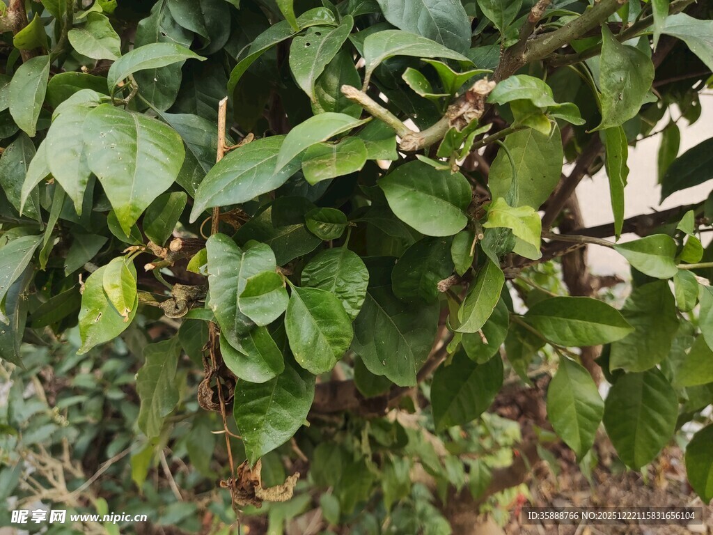 绿叶繁茂的植物景象