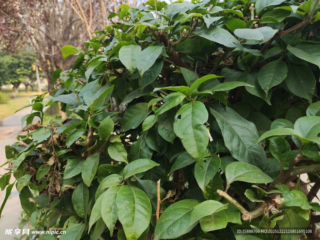 绿叶繁茂的植物景观